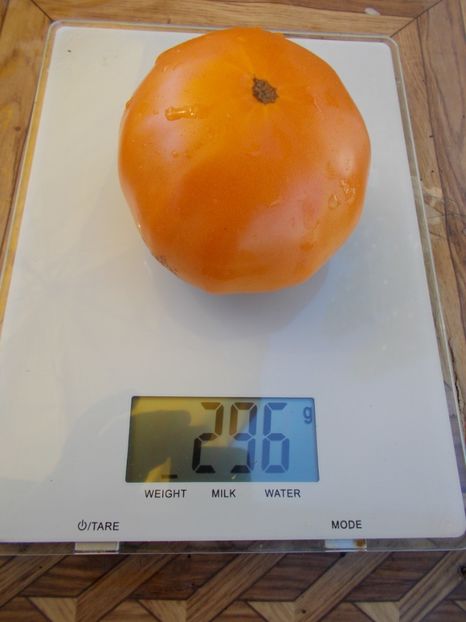  - SEMINTE ROSII - T 592 SWEET OZARK ORANGE