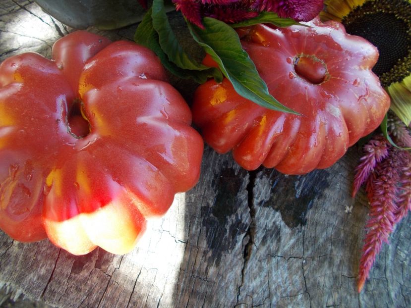  - SEMINTE ROSII - T 550 MORSKAYA ZVEZDA