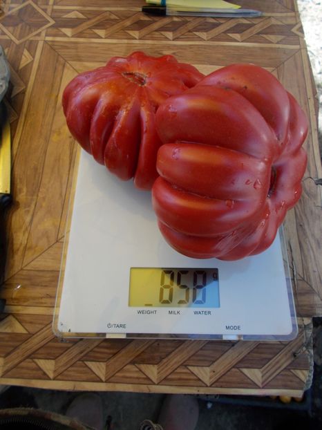  - SEMINTE ROSII - T 550 MORSKAYA ZVEZDA