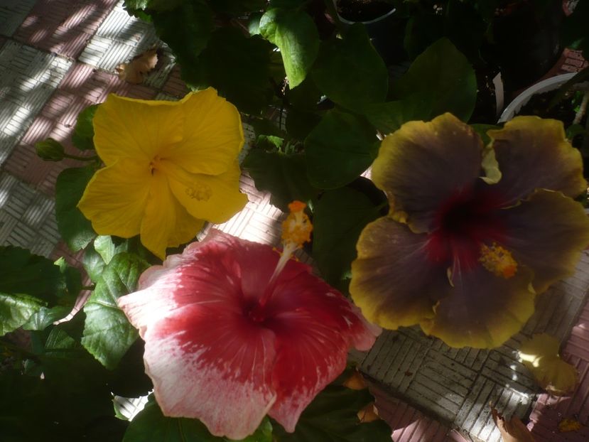 P1460117 - HIBISCUSI 2020-3