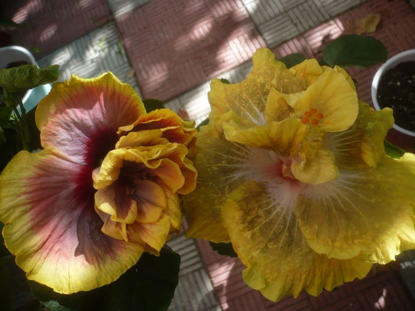 P1460121 - HIBISCUSI 2020-3