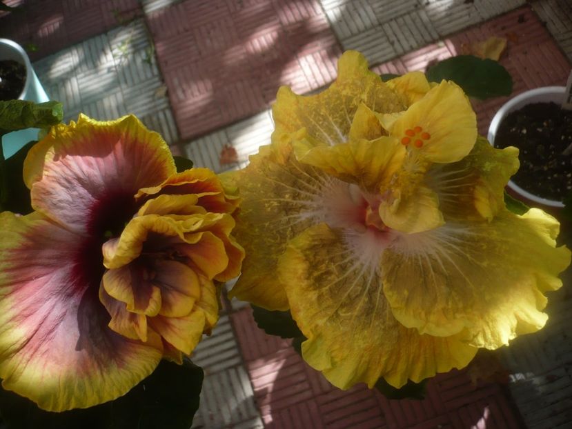 P1460122 - HIBISCUSI 2020-3