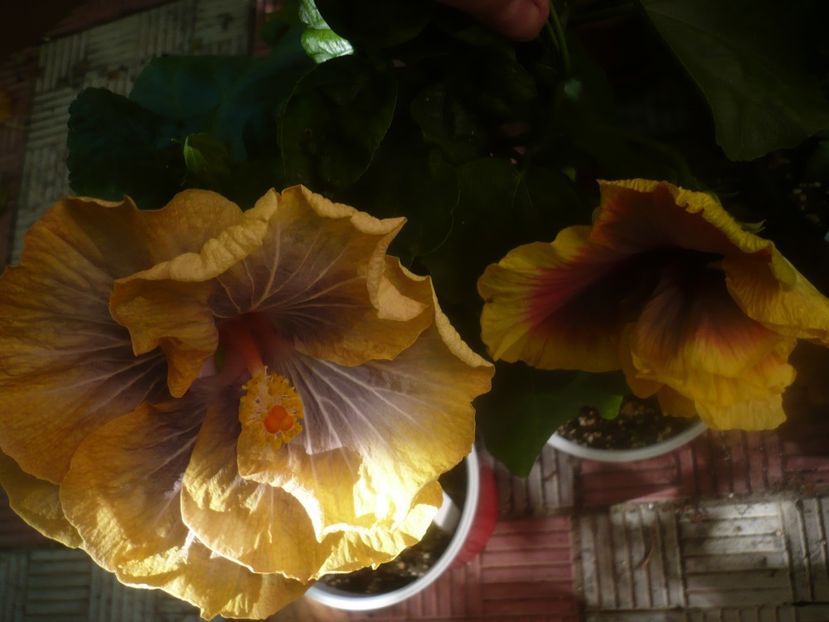 P1460123 - HIBISCUSI 2020-3