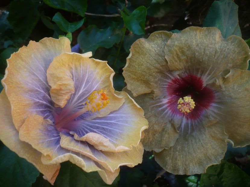 P1460125 - HIBISCUSI 2020-3