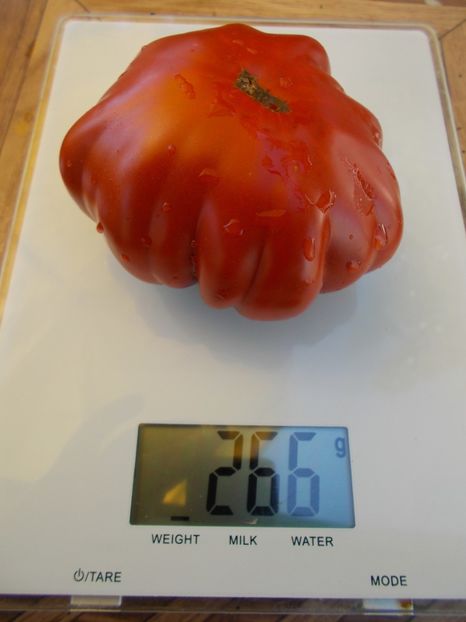  - SEMINTE ROSII - T 506 FLEUR DE REAGIR