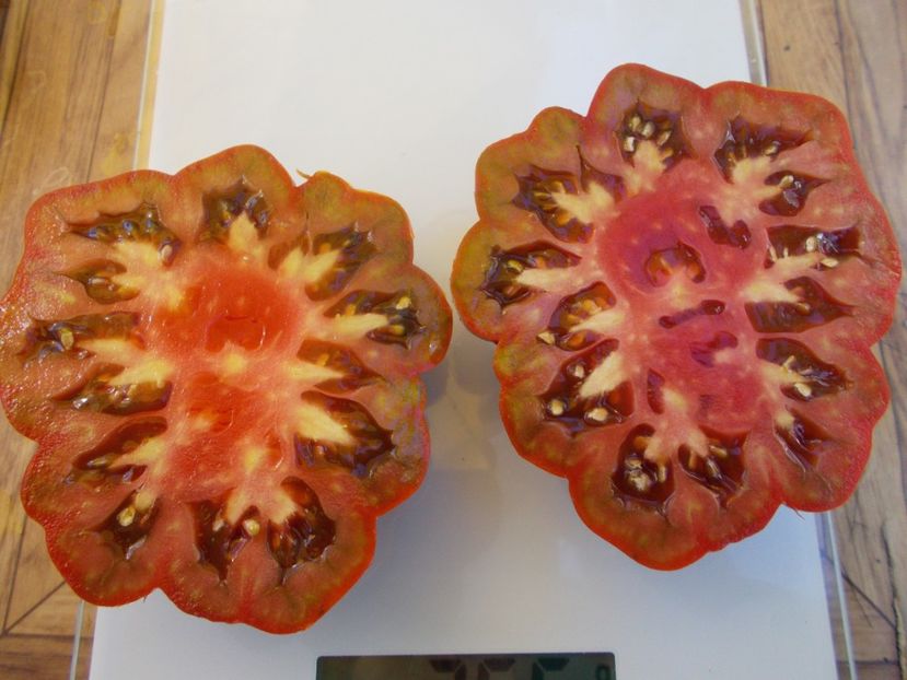  - SEMINTE ROSII - T 506 FLEUR DE REAGIR