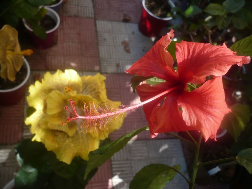 P1460128 - HIBISCUSI 2020-3