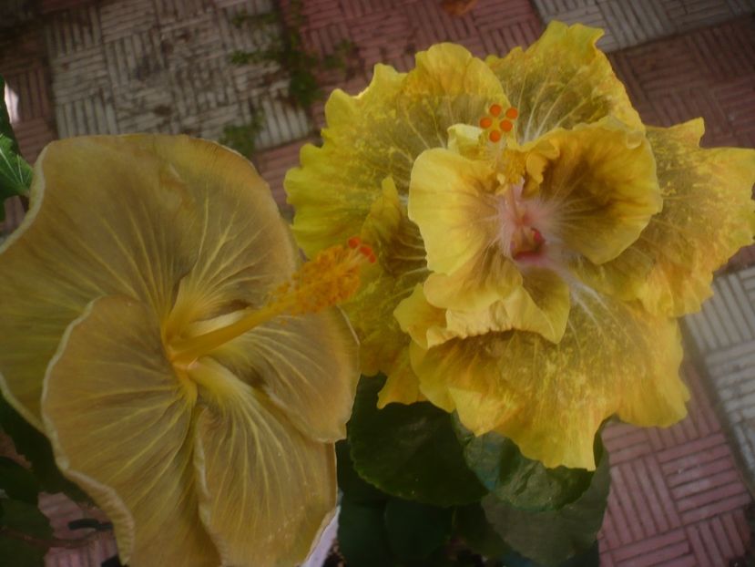 P1460129 - HIBISCUSI 2020-3