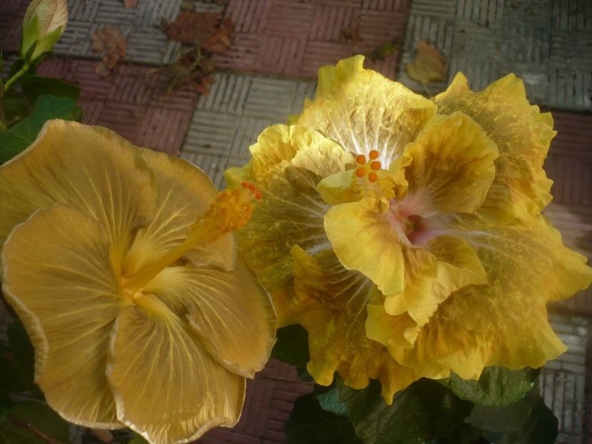 P1460130 - HIBISCUSI 2020-3