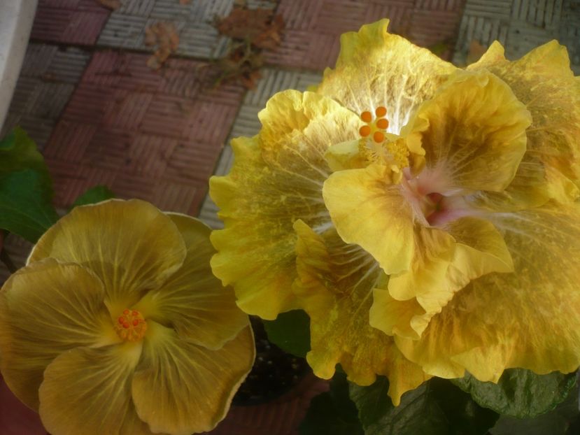 P1460131 - HIBISCUSI 2020-3