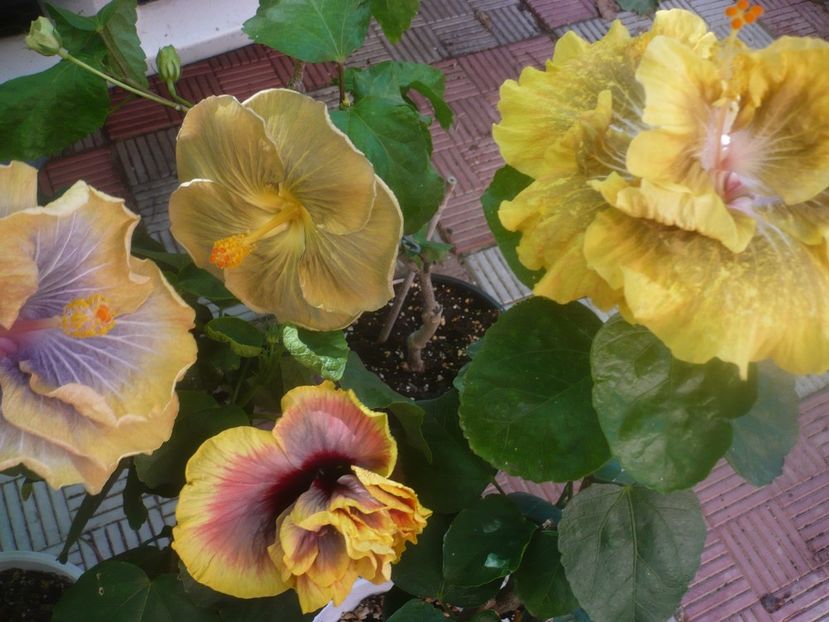 P1460134 - HIBISCUSI 2020-3