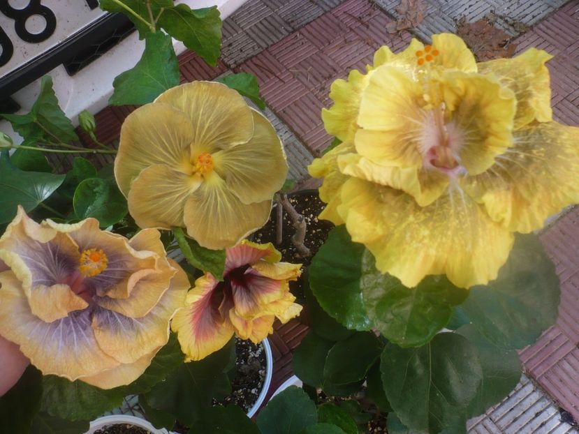 P1460135 - HIBISCUSI 2020-3