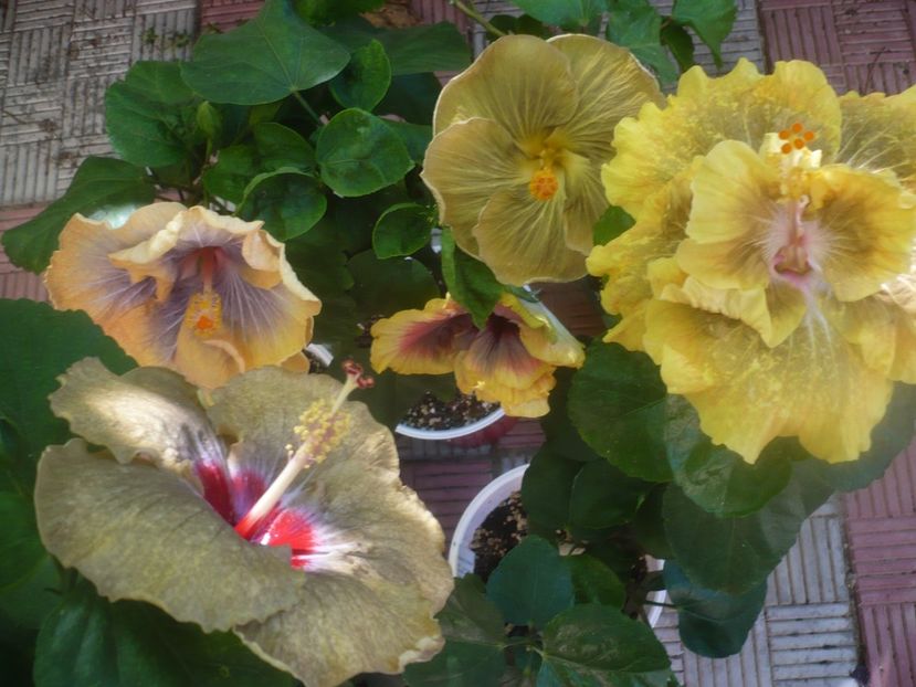 P1460136 - HIBISCUSI 2020-3