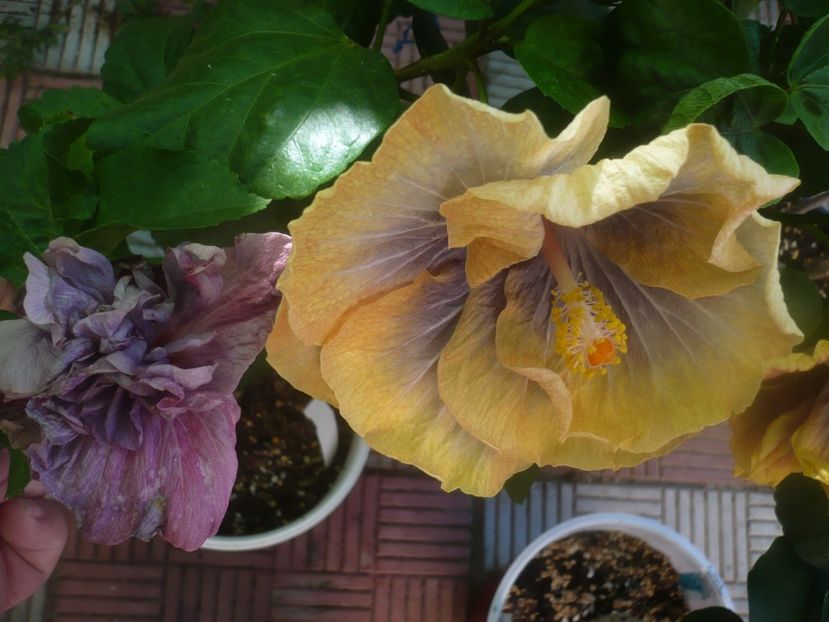 P1460138 - HIBISCUSI 2020-3