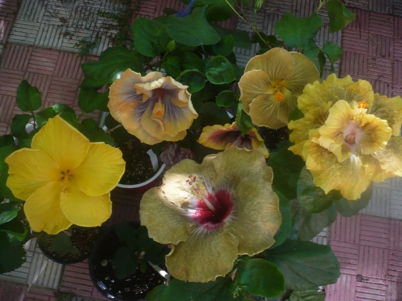 P1460139 - HIBISCUSI 2020-3