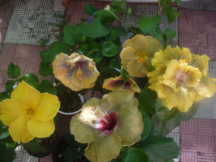 P1460140 - HIBISCUSI 2020-3