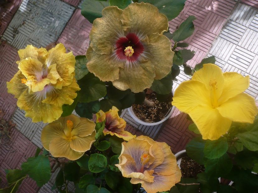 P1460141 - HIBISCUSI 2020-3