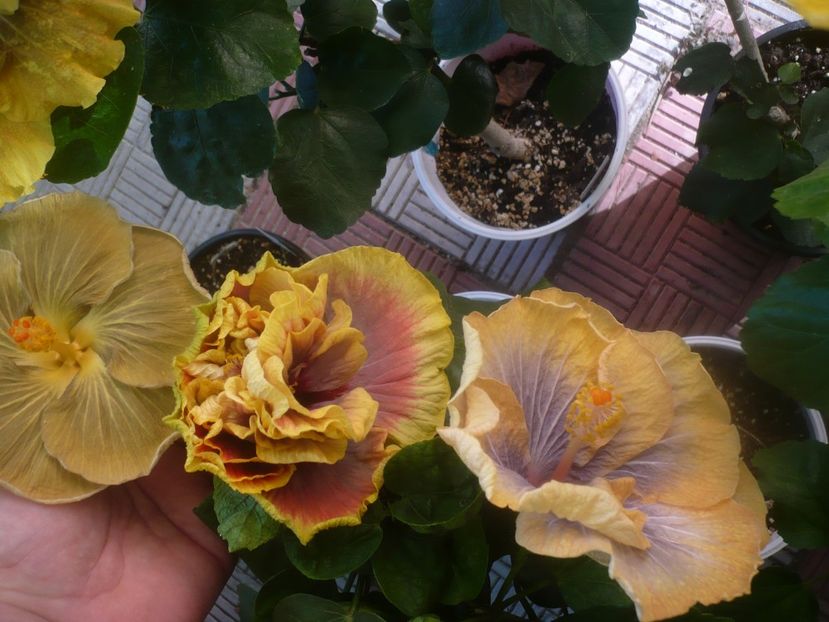 P1460143 - HIBISCUSI 2020-3