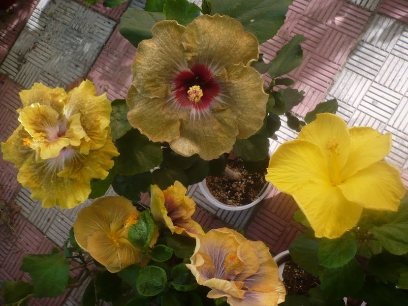 P1460144 - HIBISCUSI 2020-3