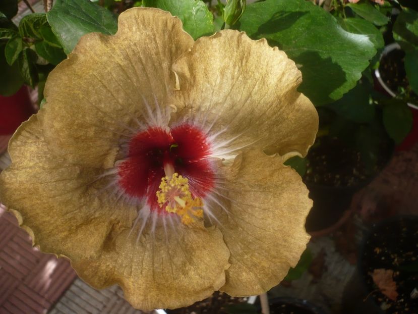 P1460147 - HIBISCUSI 2020-3