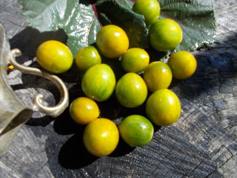  - SEMINTE ROSII - T 563 GREEN BEE