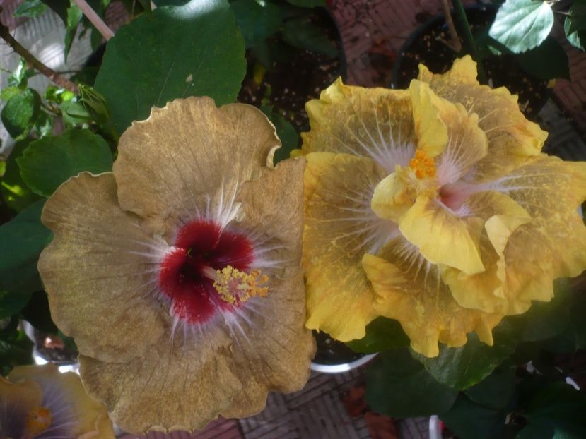 P1460148 - HIBISCUSI 2020-3