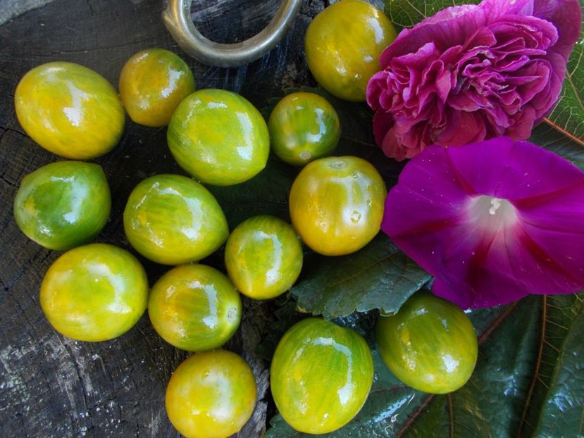  - SEMINTE ROSII - T 563 GREEN BEE