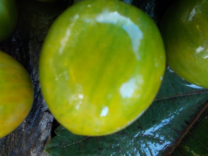  - SEMINTE ROSII - T 563 GREEN BEE