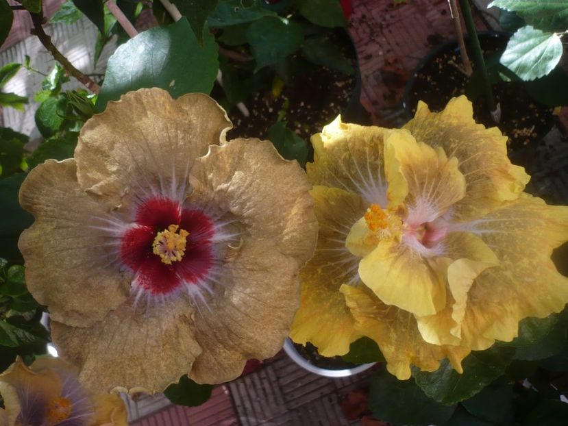 P1460149 - HIBISCUSI 2020-3