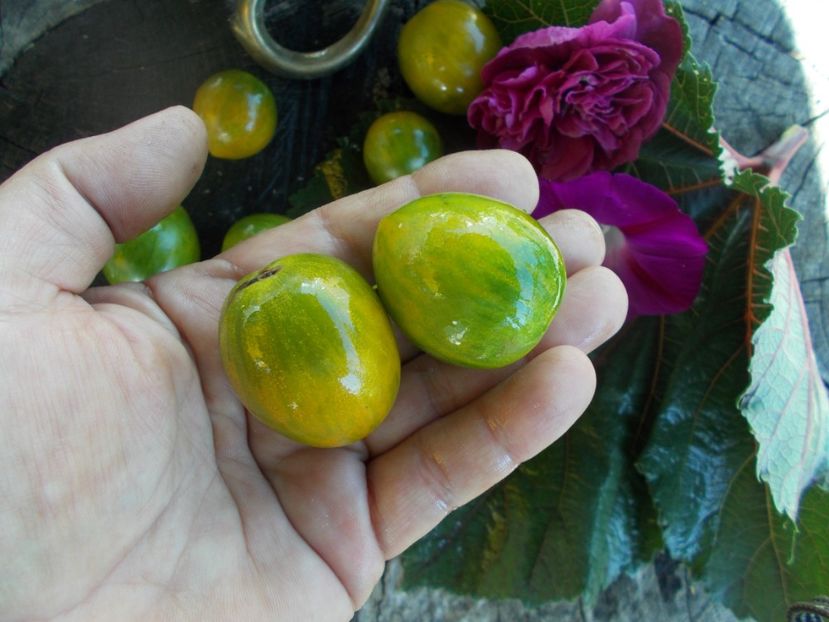  - SEMINTE ROSII - T 563 GREEN BEE