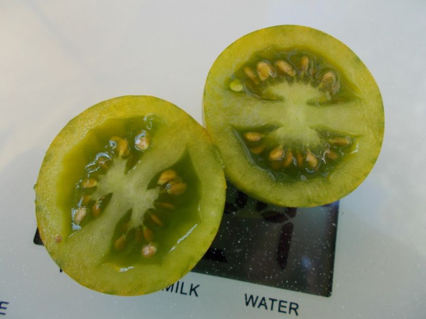  - SEMINTE ROSII - T 563 GREEN BEE