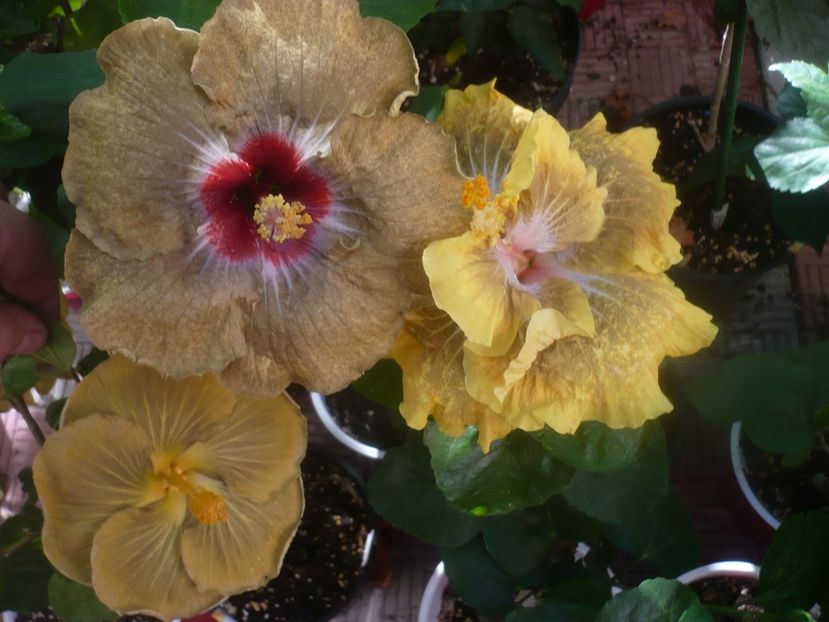 P1460150 - HIBISCUSI 2020-3