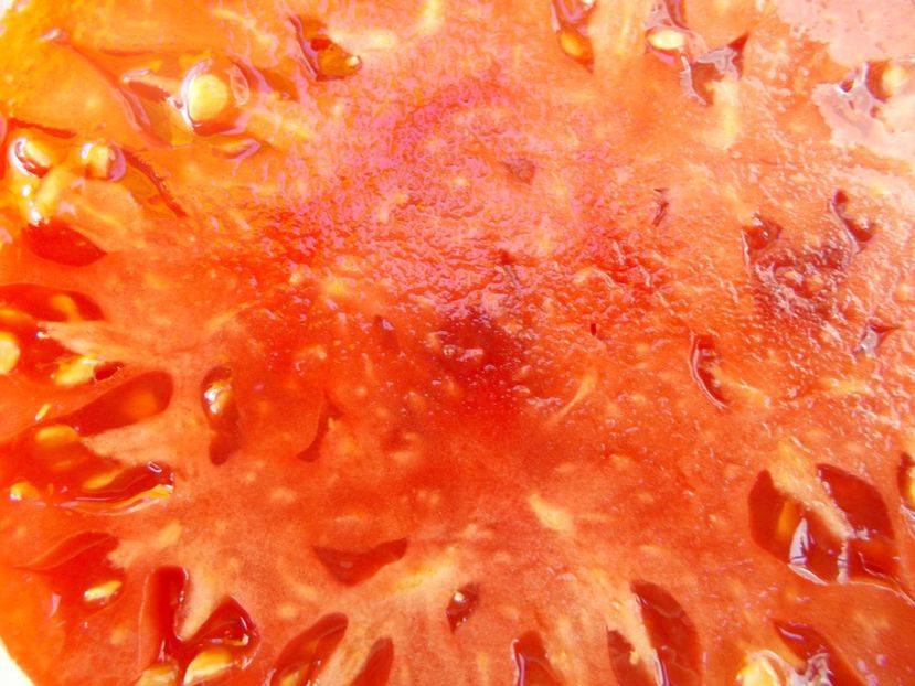  - SEMINTE ROSII - T 520 HELEN S GERMAN