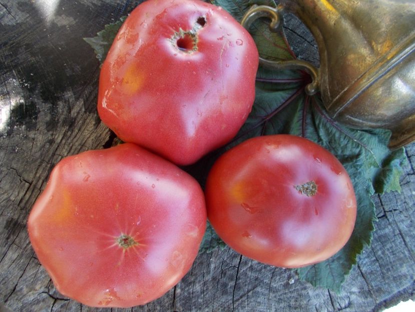  - SEMINTE ROSII - T 588 GIANT TOMATO TREE