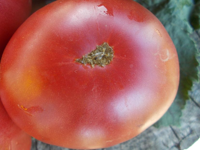  - SEMINTE ROSII - T 588 GIANT TOMATO TREE