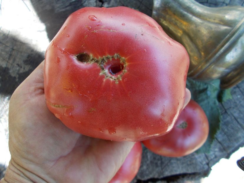  - SEMINTE ROSII - T 588 GIANT TOMATO TREE