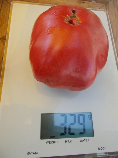  - SEMINTE ROSII - T 588 GIANT TOMATO TREE