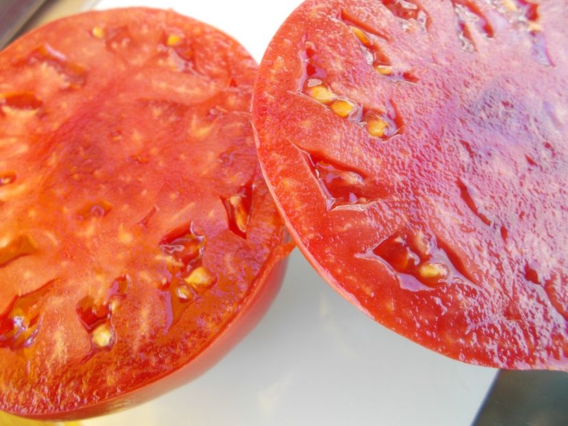  - SEMINTE ROSII - T 588 GIANT TOMATO TREE