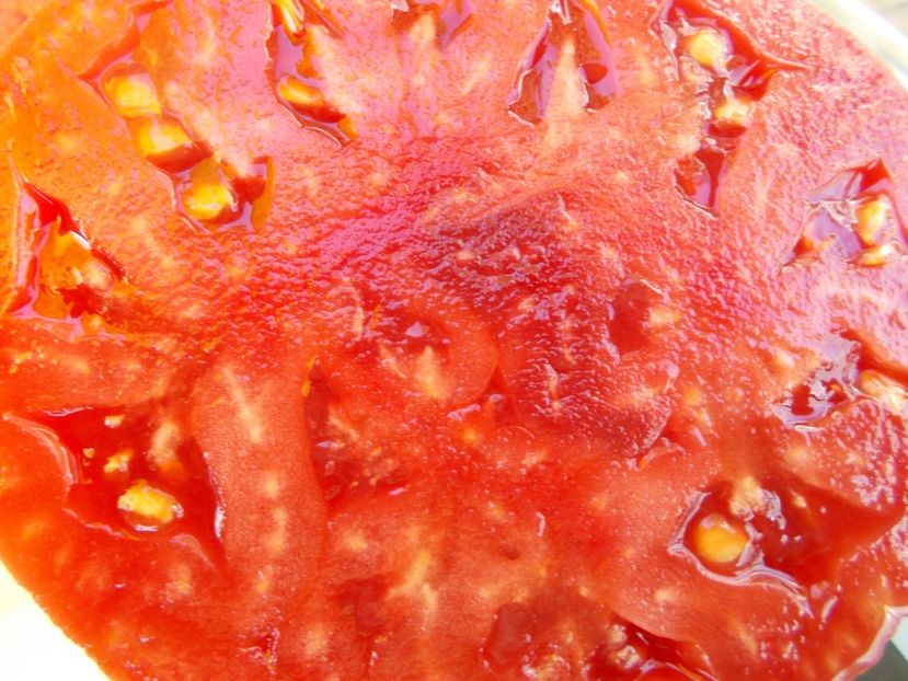  - SEMINTE ROSII - T 588 GIANT TOMATO TREE