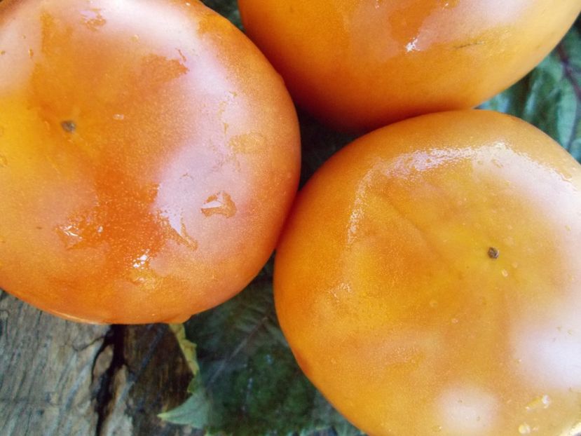  - SEMINTE ROSII - T 559 MEGABRICOT