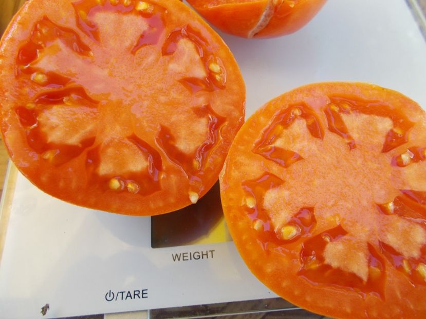  - SEMINTE ROSII - T 559 MEGABRICOT