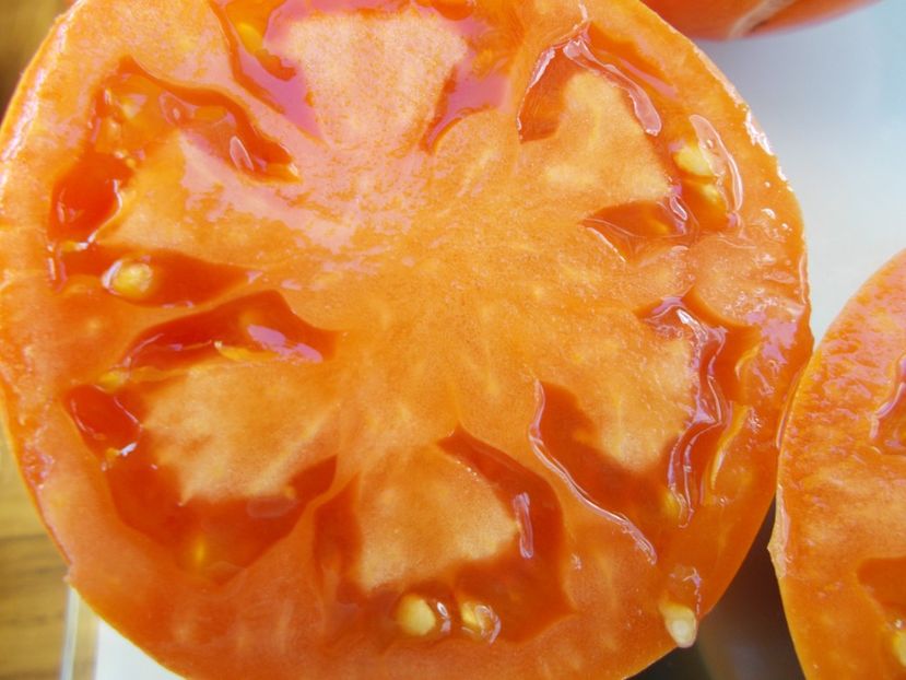  - SEMINTE ROSII - T 559 MEGABRICOT