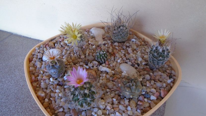 Turbinicarpus krainzianus - Cactusi 2020 evolutie vara bis