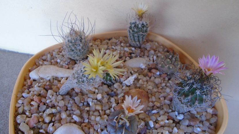 Turbinicarpus klinkerianus, L1065, El Huizache, SLP - Cactusi 2020 evolutie vara bis