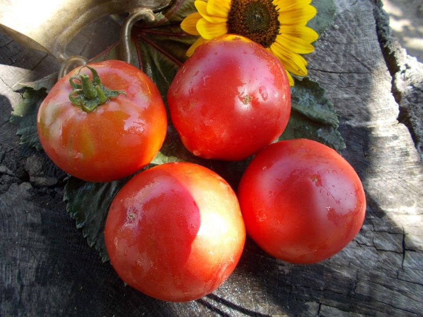  - SEMINTE ROSII - T 515 AMISH POTATO LEAF