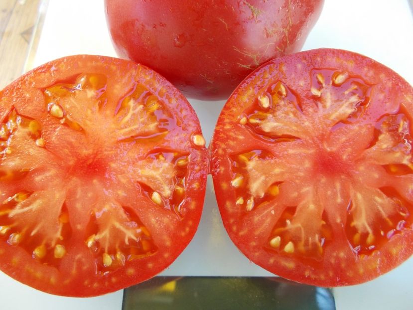  - SEMINTE ROSII - T 515 AMISH POTATO LEAF