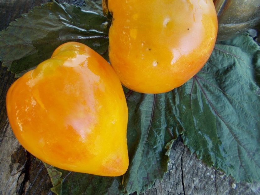  - SEMINTE ROSII - T 505 DAWSON S RUSSIAN OXHEART