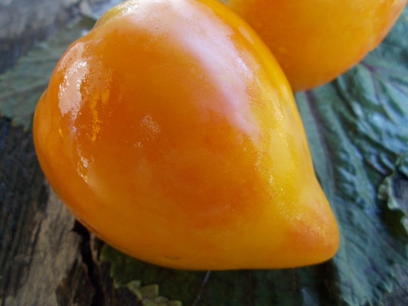  - SEMINTE ROSII - T 505 DAWSON S RUSSIAN OXHEART