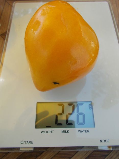  - SEMINTE ROSII - T 505 DAWSON S RUSSIAN OXHEART