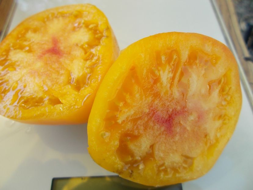  - SEMINTE ROSII - T 505 DAWSON S RUSSIAN OXHEART